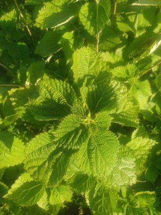 무료지식나눔 팜닥터님의 자유주제 · 자유게시판 작성글 사진