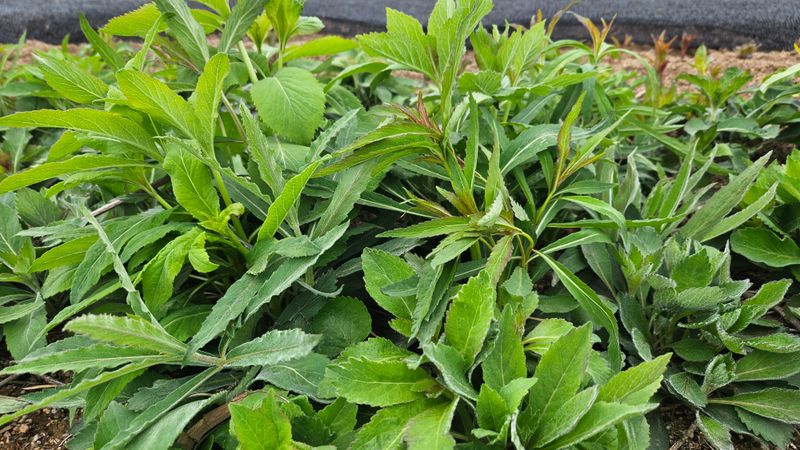 조병대님의 장터 판매 상품 [잔대순1kg 20000원] 첨부 사진