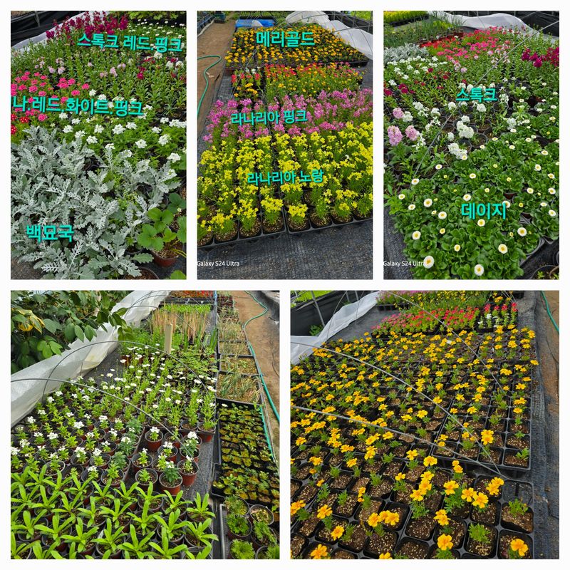 약초원 김종군님의 장터 판매 상품 [정원용꽃모종20개단위판매] 첨부 사진