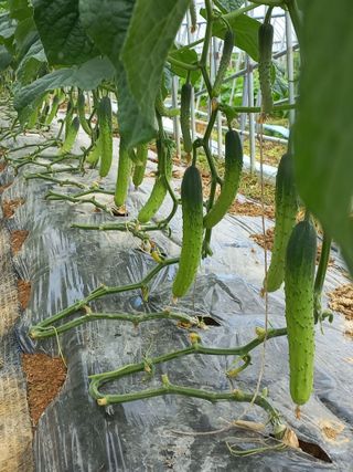 농민님의 자유주제 · 자유게시판 작성글 사진