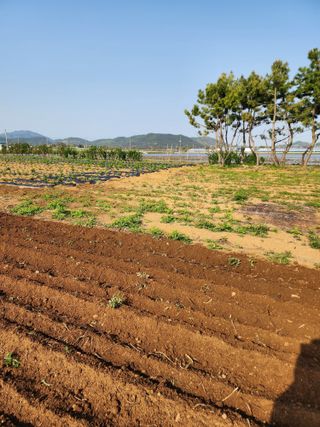 청송농장16987님의 자유주제 · 자유게시판 작성글 사진