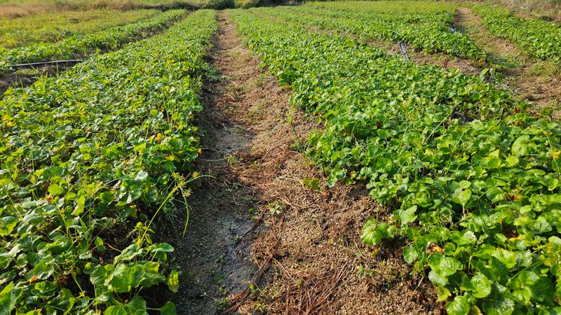 조병대님의 장터 판매 상품 [잔대순1kg 20000원] 첨부 사진