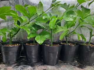 김영일님의 자유주제 · 자유게시판 작성글 사진