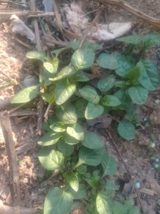 무료지식나눔 팜닥터님의 자유주제 · 자유게시판 작성글 사진