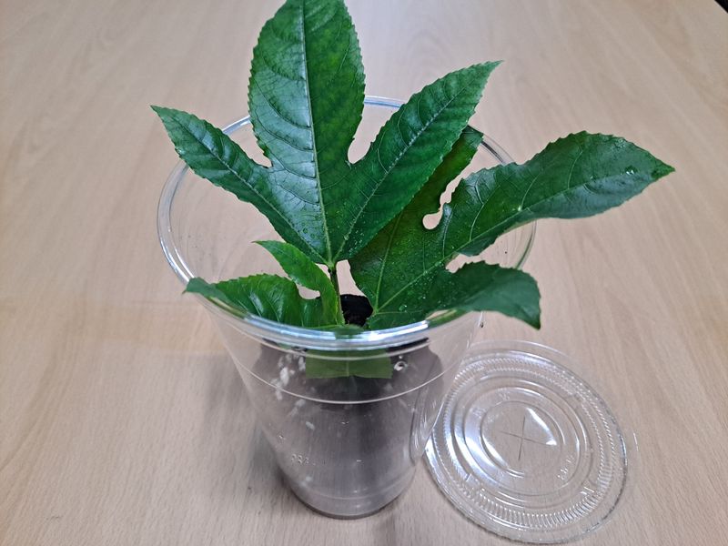 김영일님의 장터 판매 상품 [백향과 묘목] 첨부 사진