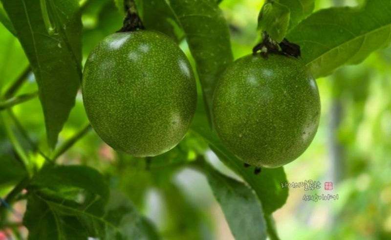 김영일님의 장터 판매 상품 [백향과 묘목] 첨부 사진