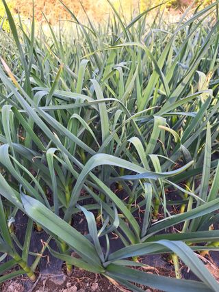 가수지현아님의 자유주제 · 자유게시판 작성글 사진