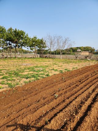 청송농장16987님의 자유주제 · 자유게시판 작성글 사진