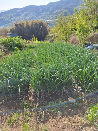 가수지현아님의 자유주제 · 자유게시판 작성글 사진
