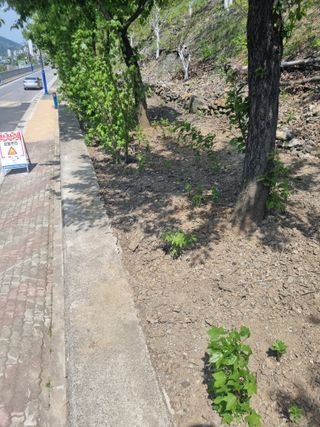 김용대님의 자유주제 · 자유게시판 작성글 사진