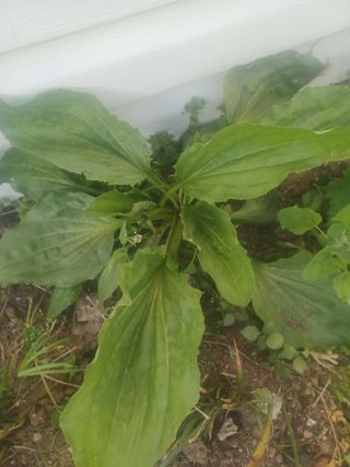 무료지식나눔 팜닥터님의 자유주제 · 자유게시판 작성글 사진