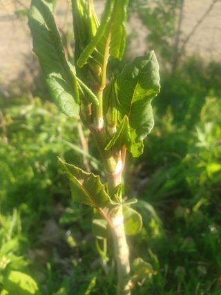 무료지식나눔 팜닥터님의 자유주제 · 자유게시판 작성글 사진