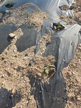 팜모닝 자유주제·자유게시판 게시글 이미지