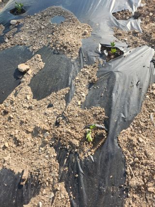 두릅나무님의 자유주제 · 자유게시판 작성글 사진