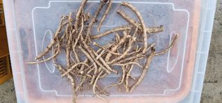 임원식님의 활착 노하우 알려주세요! · 참여글 작성글 사진