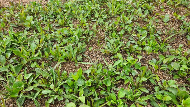 장터 상품 [잔대순1kg 20000원] 썸네일