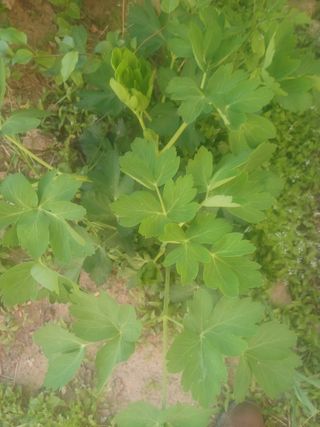 무료지식나눔 팜닥터님의 자유주제 · 자유게시판 작성글 사진