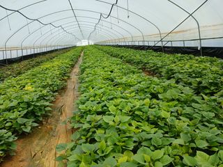 논산 농부 부인님의 작성글 사진