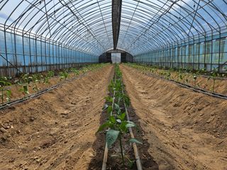 전봉우(채미농원)님의 자유주제 · 자유게시판 작성글 사진