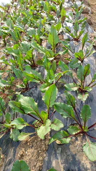 산골촌부님의 자유주제 · 자유게시판 작성글 사진