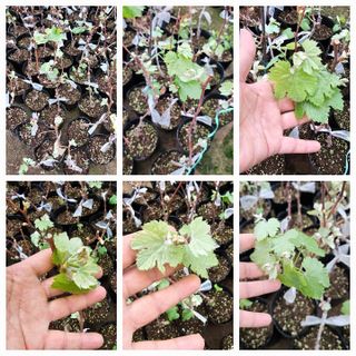 뿌리묘목농원님의 자유주제 · 자유게시판 작성글 사진