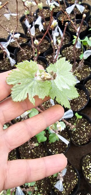 뿌리묘목농원님의 자유주제 · 자유게시판 작성글 사진