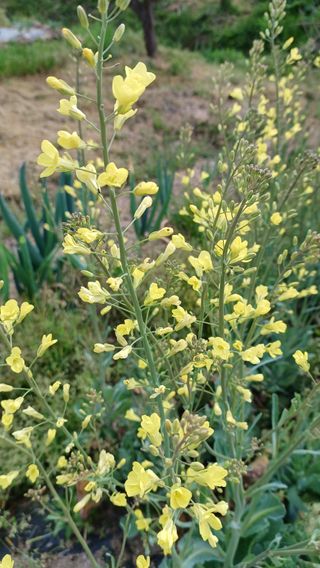 산골촌부님의 자유주제 · 자유게시판 작성글 사진