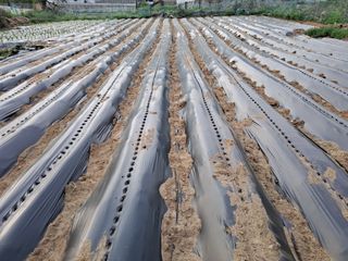 서상기 은퇴농장님의 자유주제 · 자유게시판 작성글 사진