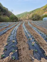 팜모닝 자유주제·자유게시판 게시글 이미지