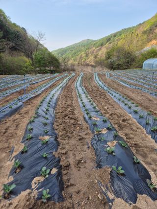 왕자농원님의 자유주제 · 자유게시판 작성글 사진