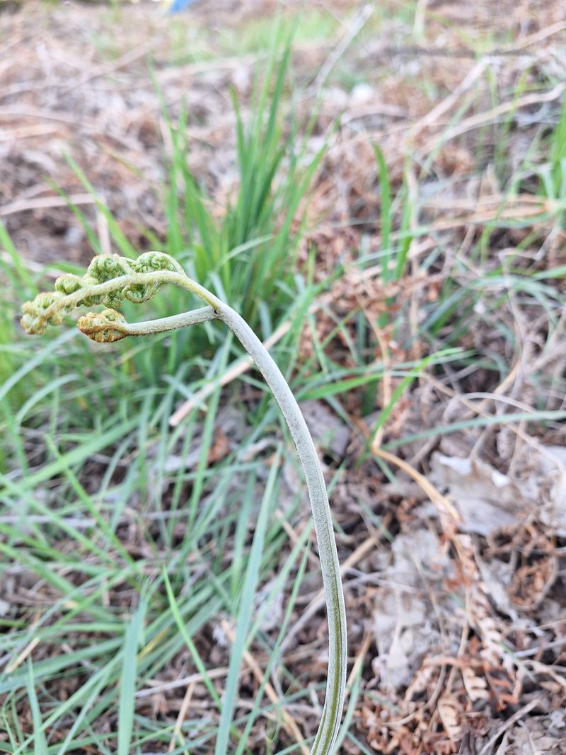 하동베리굿베리팜님의 장터 판매 상품 [경남 하동 햇 먹고사리 600g] 첨부 사진