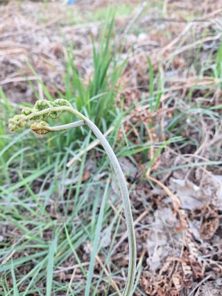 하동베리굿베리팜님의 작성글 사진