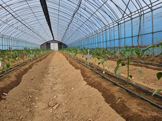 전봉우(채미농원)님의 자유주제 · 자유게시판 작성글 사진