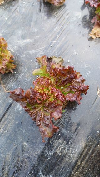 산골촌부님의 자유주제 · 자유게시판 작성글 사진