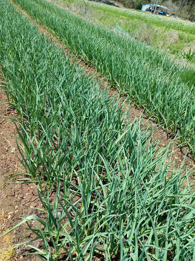 장터 상품 [홍산마늘예약받고있습니다.] 썸네일