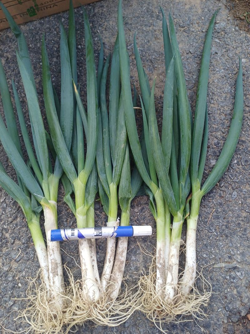 삼성농산님의 장터 판매 상품 [요술대파.순천동파  판매] 첨부 사진