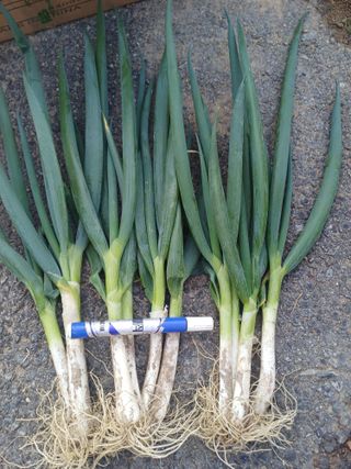 삼성농산님의 작성글 사진