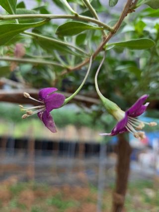 청양 산골꾸찌뽕 님의 자유주제 · 자유게시판 작성글 사진