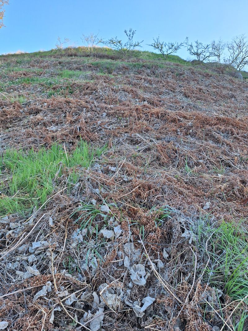 하동베리굿베리팜님의 장터 판매 상품 [경남 하동 햇 먹고사리 600g] 첨부 사진