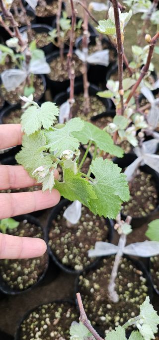 뿌리묘목농원님의 자유주제 · 자유게시판 작성글 사진