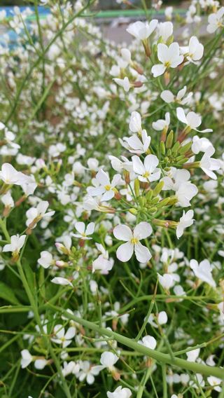 산골촌부님의 자유주제 · 자유게시판 작성글 사진