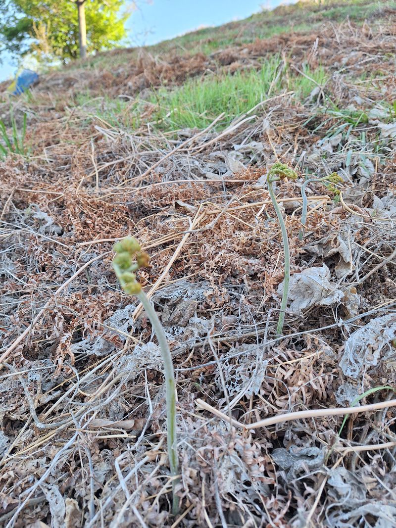 하동베리굿베리팜님의 장터 판매 상품 [경남 하동 햇 먹고사리 600g] 첨부 사진
