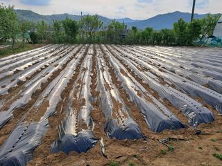 서상기 은퇴농장님의 자유주제 · 자유게시판 작성글 사진