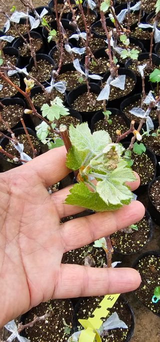 뿌리묘목농원님의 자유주제 · 자유게시판 작성글 사진