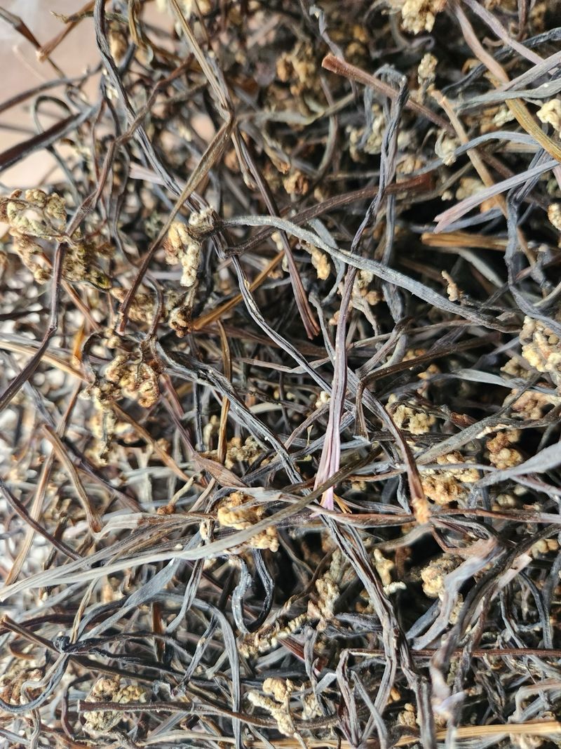 수산자매농장님의 장터 판매 상품 [제주 자연산 건고사리 600g] 첨부 사진