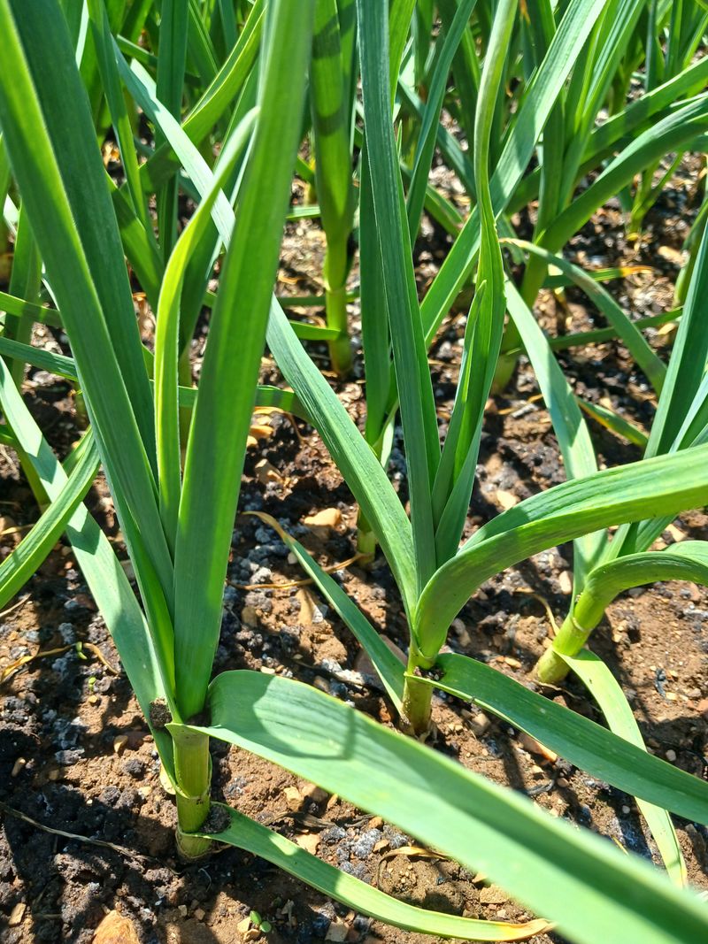 이혜란님의 장터 판매 상품 [홍산마늘예약받고있습니다.] 첨부 사진