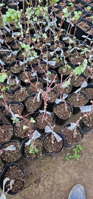 뿌리묘목농원님의 자유주제 · 자유게시판 작성글 사진