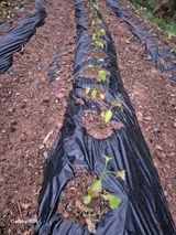 팜모닝 농사, 무엇이든 물어보세요!·참여글 게시글 이미지