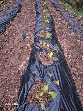 김정술님의 농사, 무엇이든 물어보세요! · 참여글 작성글 사진