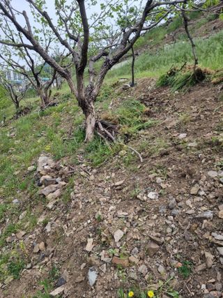 김용대님의 자유주제 · 자유게시판 작성글 사진